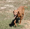 PupsLo_131.JPG
 (70.2k)