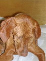 PupsLo_75.JPG
 (69.3k)