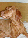 PupsLo_76.JPG
 (51.6k)