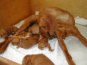 PupsLo_79.JPG
 (92.1k)