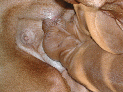 PupsLo_81.JPG
 (99.8k)