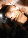 puppies_1.JPG
 (176.0k)
