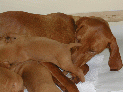 puppies_101.JPG
 (81.6k)