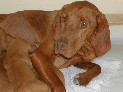 puppies_103.JPG
 (88.1k)