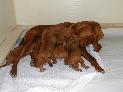 puppies_105.JPG
 (79.1k)