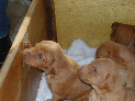 puppies_11.JPG
 (88.3k)