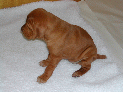 puppies_12.JPG
 (73.8k)