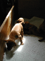 puppies_17.JPG
 (136.5k)