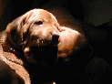 puppies_25.JPG
 (69.5k)
