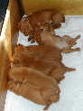 puppies_58.JPG
 (166.6k)