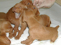 puppies_66.JPG
 (89.2k)