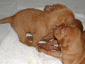 puppies_70.JPG
 (86.8k)