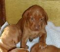 pupsHiRe_0.JPG
 (43.0k)