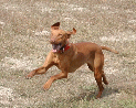 pupsHiRe_3.JPG
 (79.7k)