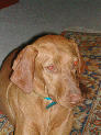 dogs0_2.JPG
 (103.6k)