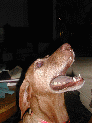 dogs0_4.JPG
 (82.6k)
