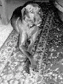 dogsCharc10.JPG
 (76.2k)
