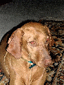 dogsWC_11.JPG
 (118.7k)