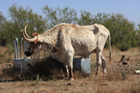 images/texasTrips/texasTrips_l-03.jpg