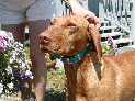 dogs_11.JPG
 (144.8k)