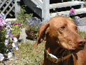 dogs_15.JPG
 (127.8k)