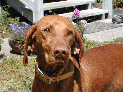 dogs_16.JPG
 (130.6k)