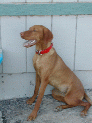 dogs_5.JPG
 (71.7k)