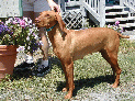 dogs_8.JPG
 (185.5k)